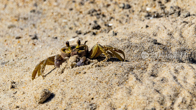 沙滩上的大西洋鬼蟹(Ocypode quadrata)特写
